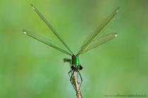 Gebaenderte Prachtlibelle